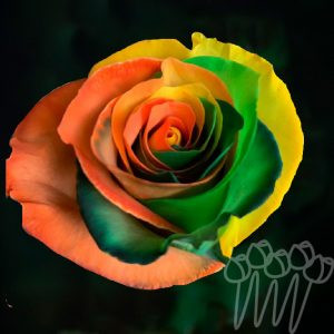 Rainbow 11-Patrick